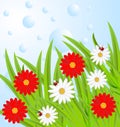 Background with flowers and ladybirds Royalty Free Stock Photo