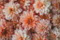 background flowers of pastel color peach fuzz