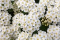 Background of flowers of spiraea on bush close-up Royalty Free Stock Photo