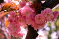 Background with flowers on a spring day. Beautiful flowering Japanese cherry - Sakura.