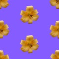 Background from flowers of yellow lilies. Photo collage seamless pattern. Royalty Free Stock Photo