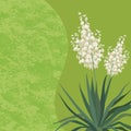 Background with flowers Yucca