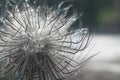 Background with fluffy Pulsatilla flower and drops of water