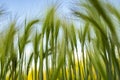 Background of fluffy spikelets of green barley close-up against the blue sky