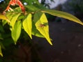 background of a fly landing on a star fruit leaf in the morning Royalty Free Stock Photo