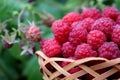 Raspberry fresh juicy lays in the basket Royalty Free Stock Photo