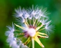 Background and foreground blur macro photography of dandelion flying seeds