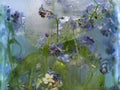 Background of forget-me-not flower frozen in ice Royalty Free Stock Photo