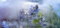 Background of forget-me-not flower frozen in ice Royalty Free Stock Photo