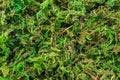 Background in the form of a heap of green moss Royalty Free Stock Photo