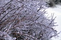 Background in the form of icy bushes. the texture of the frozen branches of a tree. Winter landscape, snow and ice Royalty Free Stock Photo