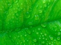 A green leaf strewn with dew