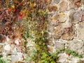 Old stone wall overgrown with wild grapes Royalty Free Stock Photo