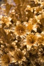 Golden artificial flowers for Christmas decorations. Royalty Free Stock Photo