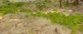 Background formed by a green terrestrial ivy on a background of white pollen that resembles a snowfall.