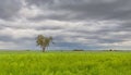 Background formed by a landscape of green grass, cloudy sky and lonely tree.