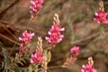 A background formed by pink flowers