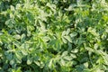 Background of the field of alfalfa covered with dew Royalty Free Stock Photo