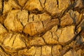 Background: bark of a palm tree Royalty Free Stock Photo