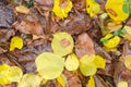 Background of fragment of surface with wet autumn leaves