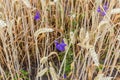 Background of fragment of the wheat field with blue flowers Royalty Free Stock Photo