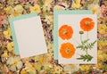 Background of fragments of broken flowers and leaves. Scrapbooking element consists mosaic of flowers, petals and frames, corners