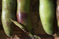 Background . Fragments of ripe green bean pods with brown spots are illuminated by the bright sun.