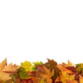 Background frame isolated colorful autumn leaves wedding party i