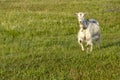 Background with Free-range white goat in sustainable organic farm with green fields under blue sky