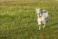 Background with white female goat in sustainable organic farm with green fields under blue sky