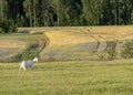 Background with white female goat in sustainable organic farm with green fields under blue sky