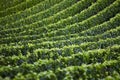 Background of French vineyards