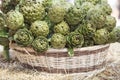 Background of fresh artichokes. Background of fresh artichokes. Fresh artichokes on display at the farmers` market for sale. Royalty Free Stock Photo