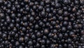 Background from fresh black currant berries, close up Royalty Free Stock Photo