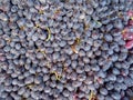 Background of the muscat grapes