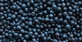 Background from fresh blueberry berries. Top view