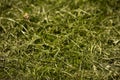 Background of fresh cut grass Royalty Free Stock Photo