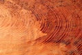 Background of fresh cut wood, top view Royalty Free Stock Photo