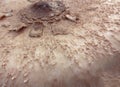 Background of a fresh forest mushroom cap: brown scales on a white background, close-up