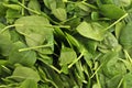 Background of fresh french spinach leaves