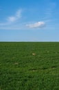 Background of fresh grasses meadow and blue sky with a small cloud Royalty Free Stock Photo