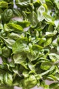 Background of fresh green basil leaves Royalty Free Stock Photo