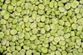 Background of fresh green broad beans. Royalty Free Stock Photo