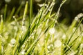 Background of fresh green grass with dewdrops Royalty Free Stock Photo