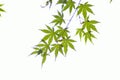 Background of fresh green Japanese Maple leaves in white background Royalty Free Stock Photo