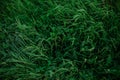 Fresh green juicy tall young grass with drops of water after summer rain. Texture of vegetation on land. Royalty Free Stock Photo