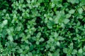Background of fresh green leaves. Green leaves background.