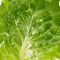 Background of fresh green lettuce leaf, close-up Royalty Free Stock Photo