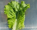 Background of a fresh green lettuce leaf, close-up on the background of a polycarbonate greenhouse Royalty Free Stock Photo