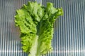 Background of a fresh green lettuce leaf, close-up on the background of a polycarbonate greenhouse Royalty Free Stock Photo